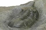 Morocconites Trilobite Fossil - Ofaten, Morocco #323384-4